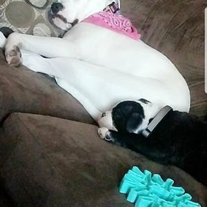 Meet your Posher, Gino